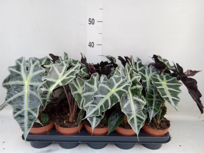 <h4>Alocasia amazonica 'Polly'</h4>