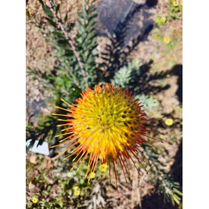 Leucospermum Kelsey
