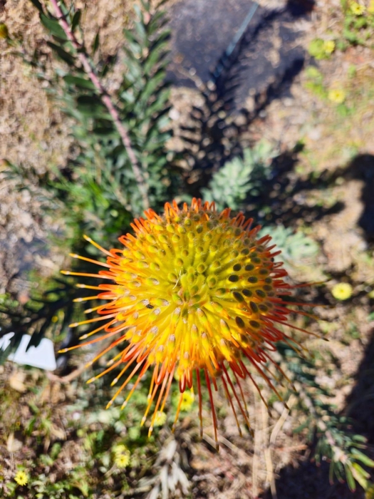 <h4>Leucospermum Kelsey</h4>