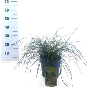 Deschampsia cespitosa