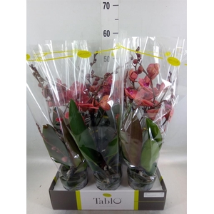 Phalaenopsis   ...orange