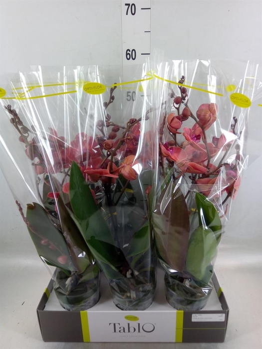 <h4>Phalaenopsis   ...orange</h4>