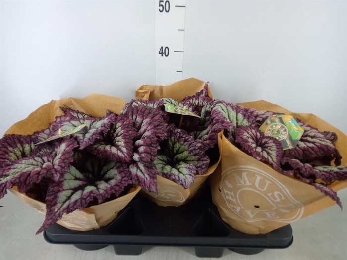 <h4>Begonia BD   ...</h4>