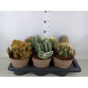 Cactus   ...mix