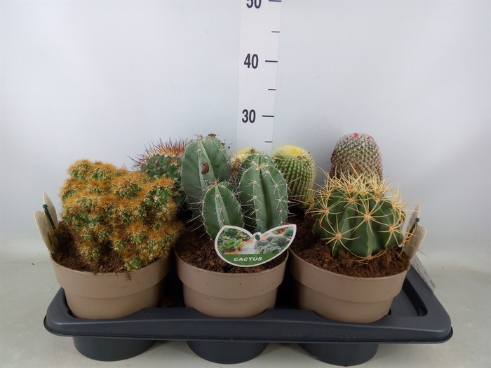 <h4>Cactus   ...mix</h4>