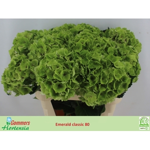 HYDR M MAG EMERAL CL