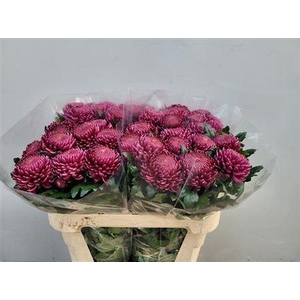 Chr G Bigoudi Purple