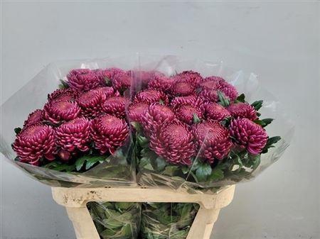 <h4>Chr G Bigoudi Purple</h4>