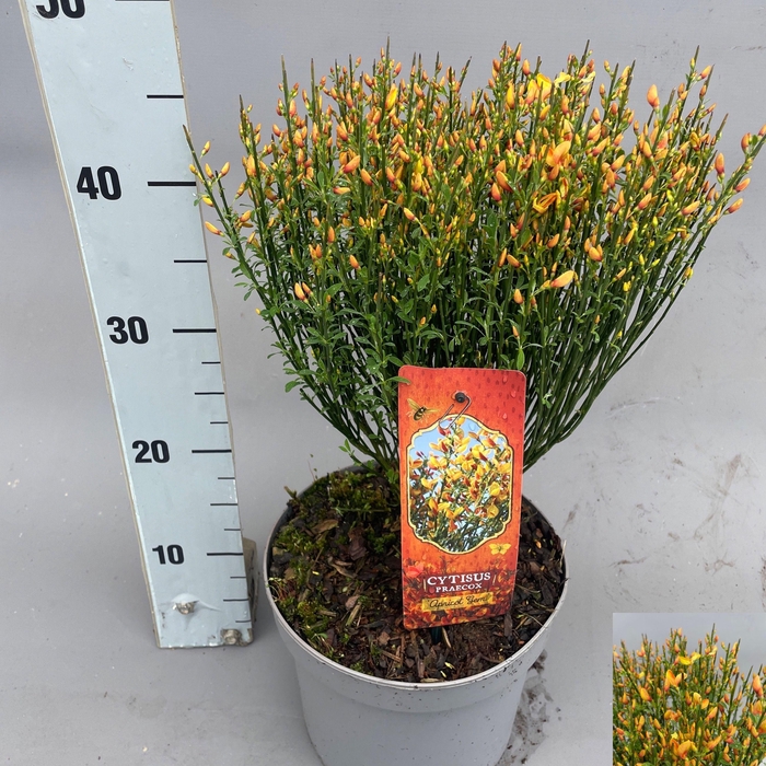 <h4>CYTI PR APRICOT GEM</h4>