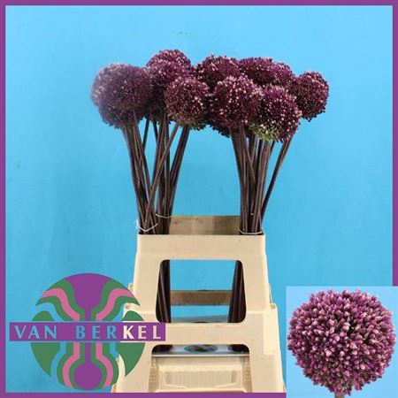 <h4>Allium Summer Drumme</h4>