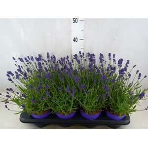Lavandula angus. 'Essence Pure'