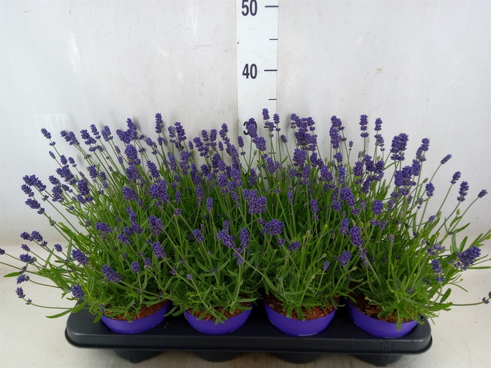 <h4>Lavandula angus. 'Essence Pure'</h4>