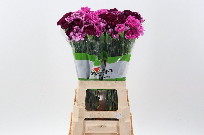 <h4>Di St Rainbow Purple</h4>
