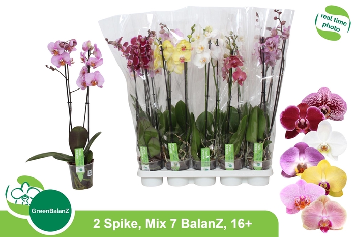 <h4>PHAL GEM 7 KL</h4>