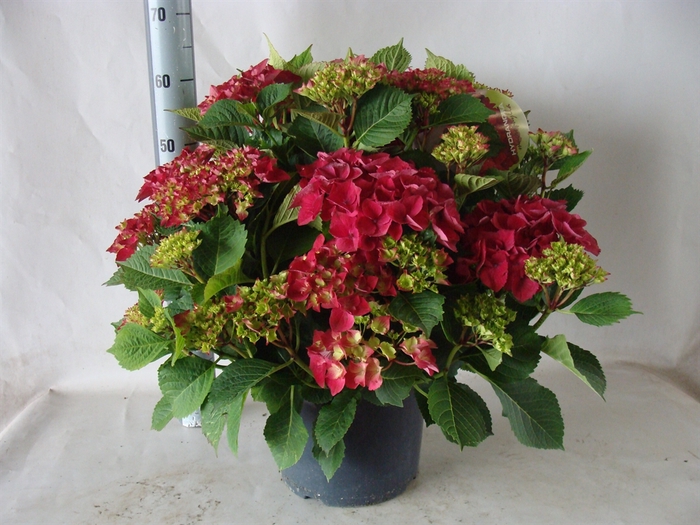 <h4>Hydrangea mac. 'Hot Red'</h4>