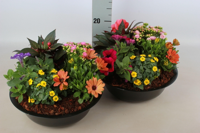<h4>ARR TUINPLANTEN</h4>