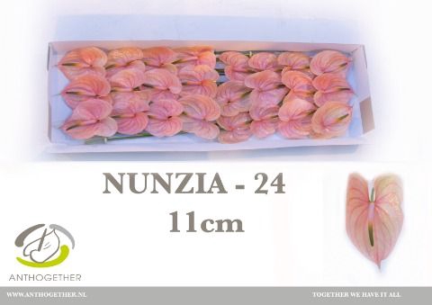 <h4>Anth A Nunzia 11 cm X24 Spek Flowers</h4>