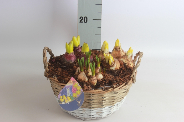 <h4>ARR BOL KNOLGEWAS</h4>