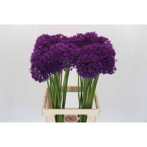 Allium Purple Sensation