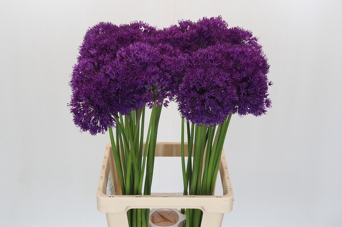 <h4>Allium Purple Sensation</h4>
