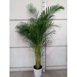 Dypsis lutescens   ...Chrysalidoca