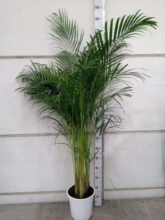 <h4>Dypsis lutescens   ...Chrysalidoca</h4>