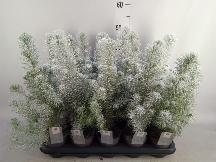 <h4>Pinus pinea 'Silver Crest'</h4>