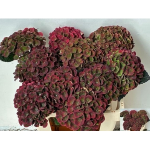 HYDR M MAG CHARLO CL DARK PINK AUTUMM 55 CM