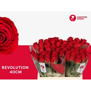 R GR REVOLUTION