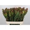 Leucadendron Laurel Yellow