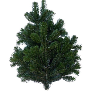ABIES NORDMAN 500gr