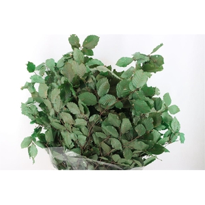 Pres Beuk Green P Bunch