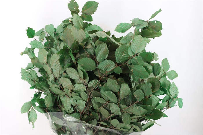 <h4>Pres Beuk Green P Bunch</h4>