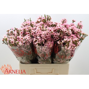 Chamelaucium Sarah's Delight
