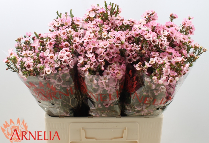 <h4>Chamelaucium Sarah's Delight</h4>