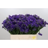 Limonium Navy Sun Birds