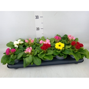 Primula ac.   ...mix