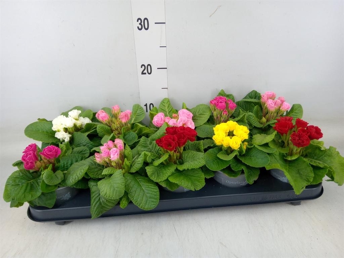 <h4>Primula ac.   ...mix</h4>