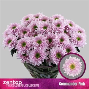 Chr T Commander Pink