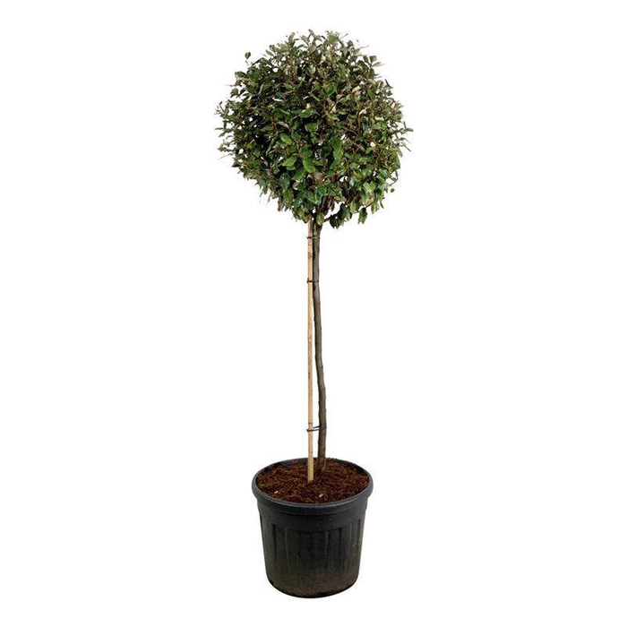 <h4>Elaeagnus ebb. 'Compacta'</h4>