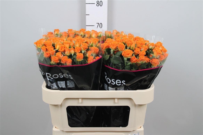 <h4>R Tr Picanto</h4>