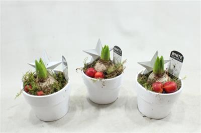 <h4>1162 Wit Potje</h4>