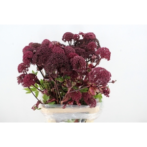 ANGELICA GIGAS 100CM
