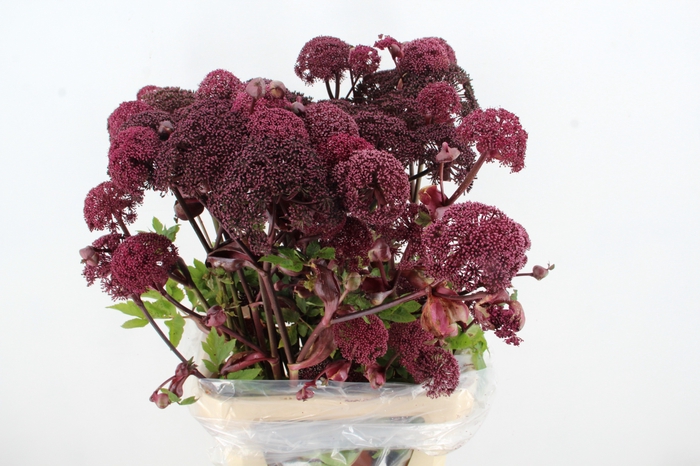 <h4>ANGELICA GIGAS 100CM</h4>