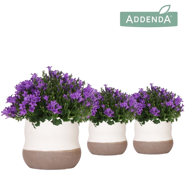 <h4>Campanula Addenda Ambella Intense purple in Imperfect Bag pot</h4>