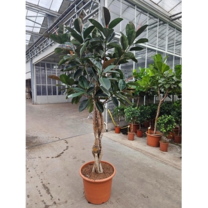 Ficus Burgundy