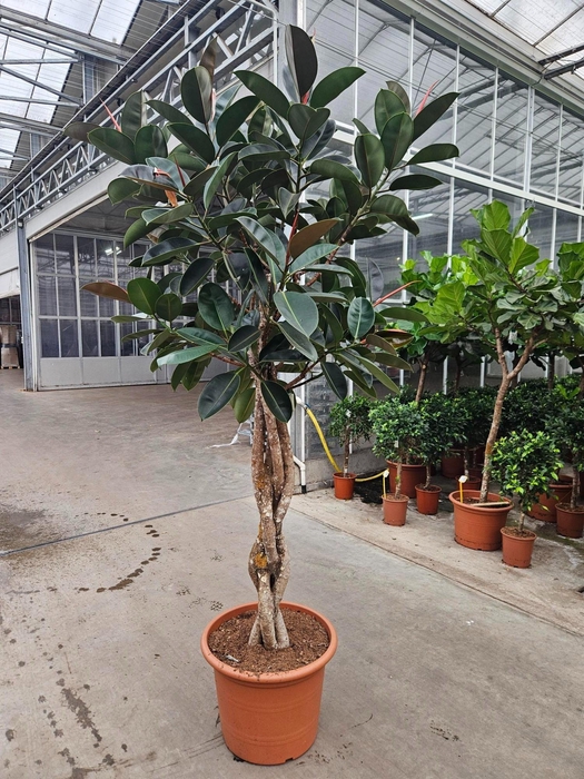 <h4>Ficus Burgundy</h4>