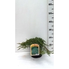 Juniperus communis Green Carpet