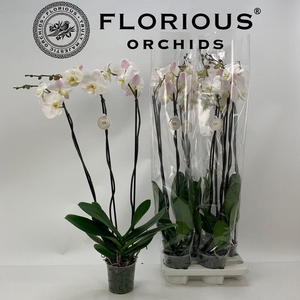 .Phalaenopsis overig wit