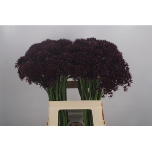 Allium Atropurpureum Black X20